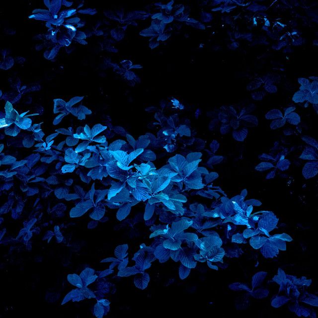 Wildflower (Orchestral (D3lt4 arrang.)
