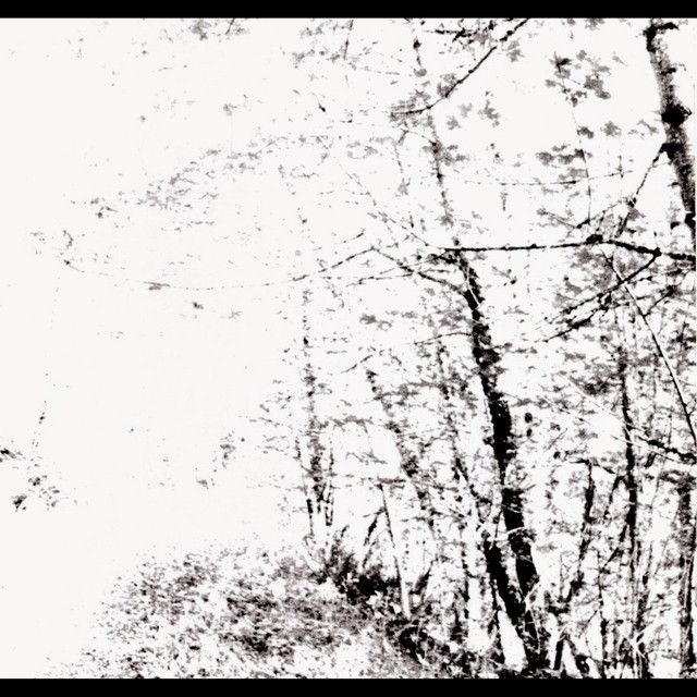 Birch White