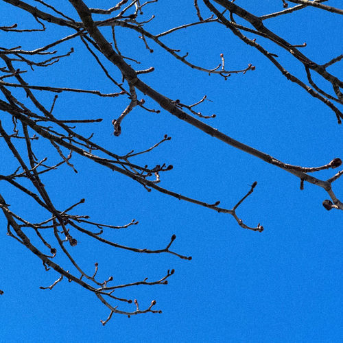 branches