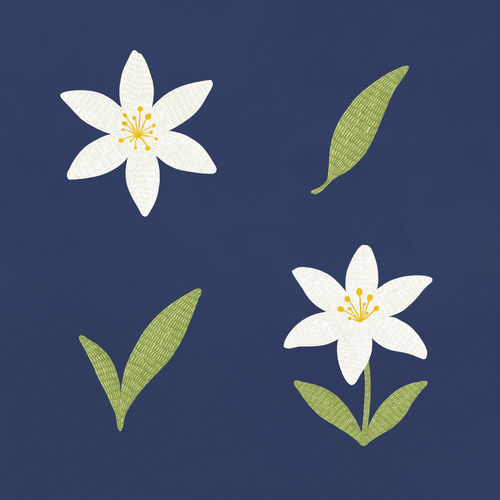 lily waltz