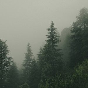 Pine Trees