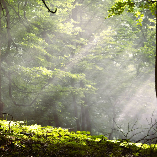A Gentle Arrival - Dawn Birdsong