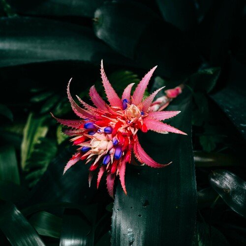Jungle