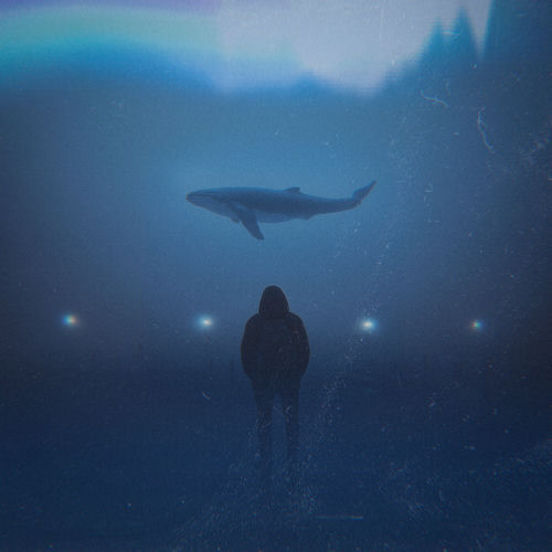 whale
