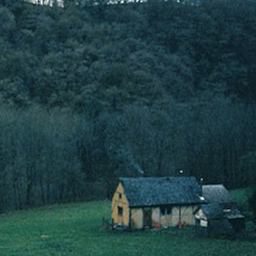 Forrest Wish Rain