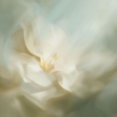 Jasmine Flower