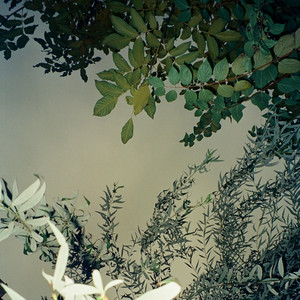 Sleepwalk Garden