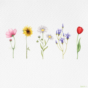wildflower