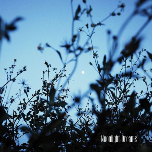 Moonlight Dreams