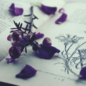 Vince Violet
