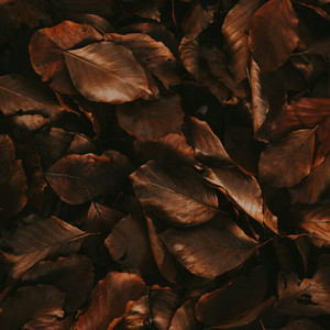 Whirlwinds of Life