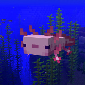 Axolotl in the Ocean