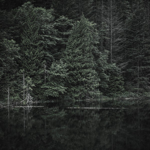 Forest Chants