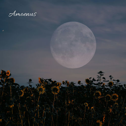 Amoenus