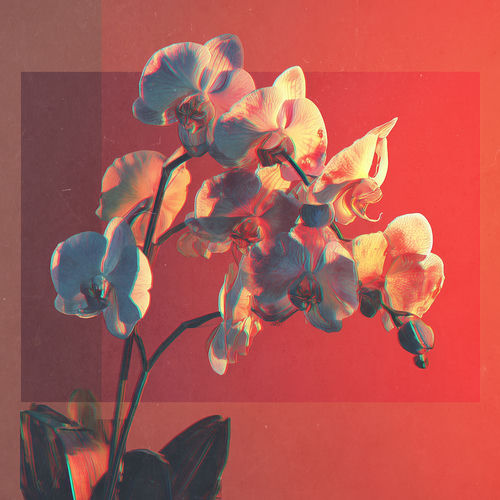 Orchid