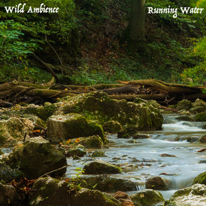 Forest River