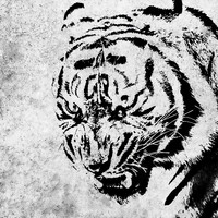 TIGER - Instrumental
