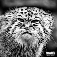 Chats sauvages