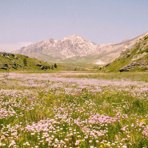 Meadow