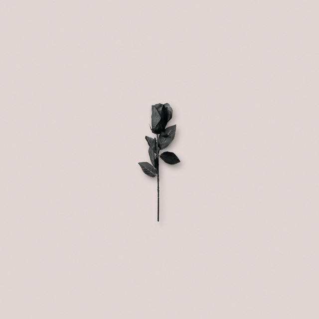 رز سیاه